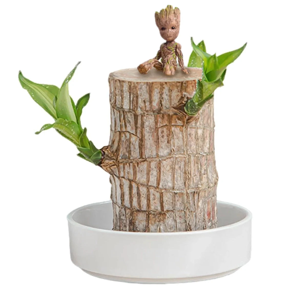 Brazilian Lucky Wood