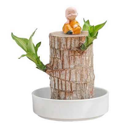 Brazilian Lucky Wood